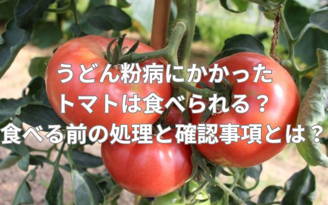 うどん粉病にかかったトマトは食べられる？食べる前の処理と確認事項とは？