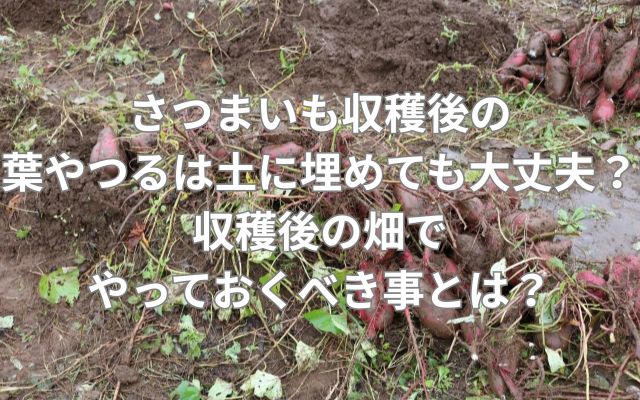 さつまいも収穫後の葉やつるは土に埋めても大丈夫?収穫後の畑でやっておくべきこととは?