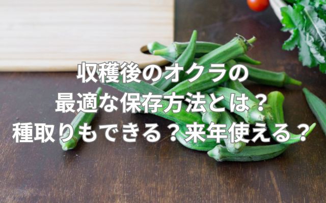 収穫後のオクラの最適な保存方法とは？種取りもできる？