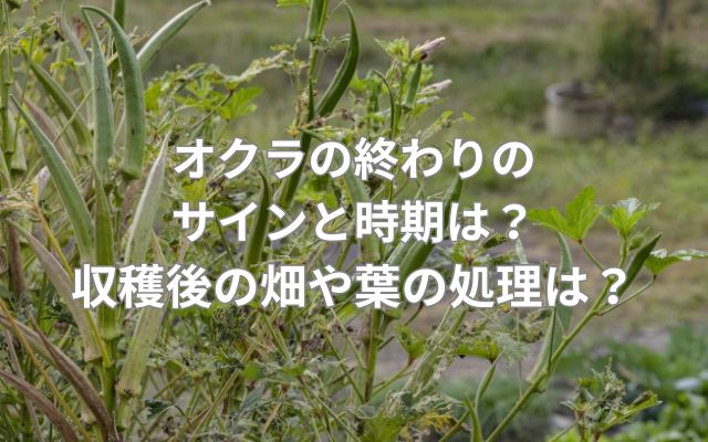オクラの終わりのサインと時期は？収穫後の畑や葉の処理はどうする？
