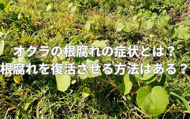 オクラの根腐れの症状とは？根腐れを復活させる方法はある？