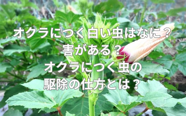 オクラにつく白い虫はなに？害がある？オクラにつく虫の駆除の仕方とは？