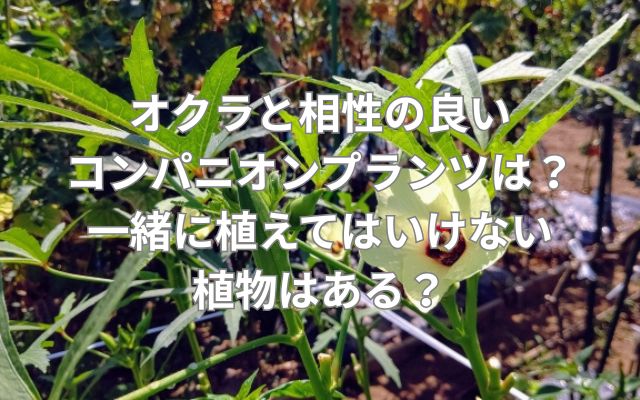 オクラと相性の良いコンパニオンプランツは？一緒に植えてはいけない植物はある？