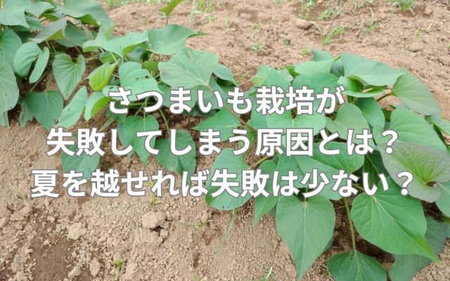 さつまいも栽培が失敗してしまう原因とは？夏を越せれば失敗は少ない？
