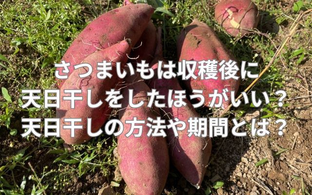 さつまいもは収穫後に天日干しをしたほうがいい?天日干しの方法や期間とは?