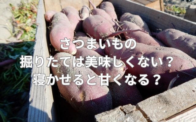 さつまいもの掘りたては美味しくない?寝かせると甘くなる?