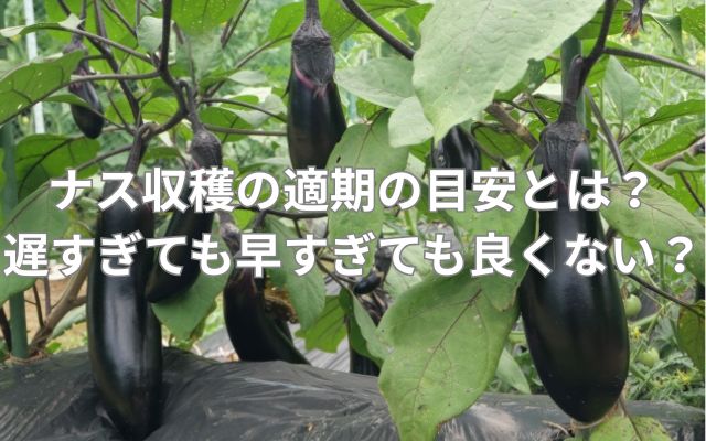 ナス収穫の適期の目安とは?遅すぎても早すぎても良くない?