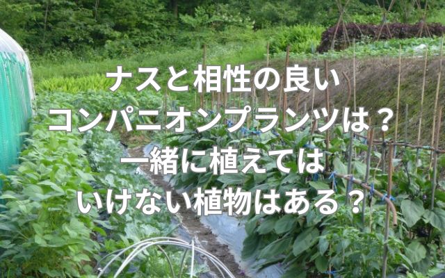 ナスと相性の良いコンパニオンプランツは?一緒に植えてはいけない植物はある?