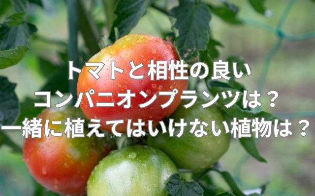 トマトと相性の良いコンパニオンプランツは？一緒に植えてはいけない植物はある？