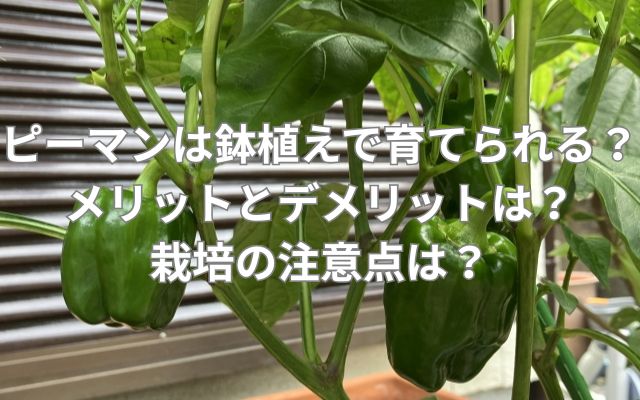 ピーマンは鉢植えでも育てられる?メリットとデメリットは?栽培の注意点は?