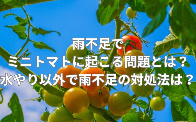 雨不足でミニトマトに起こる問題とは？水やり以外で雨不足の対処法は？