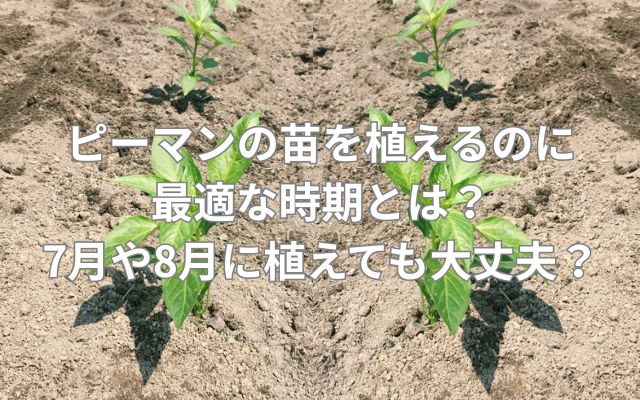 ピーマンの苗を植えるのに最適な時期とは?7月や8月に植えても大丈夫?