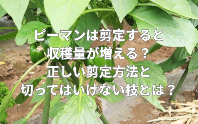 ピーマンは剪定すると収穫量が増える?正しい剪定方法と切ってはいけない枝とは?