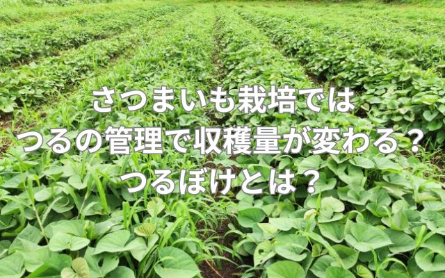 さつまいも栽培ではつるの管理で収穫量が変わる？つるぼけとは？