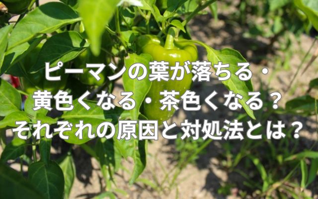 ピーマンの葉が落ちる・黄色くなる・茶色くなる?それぞれの原因と対処法とは?