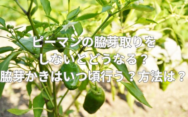 ピーマンの脇芽取りをしないとどうなる？脇芽かきはいつ頃行う？方法は？