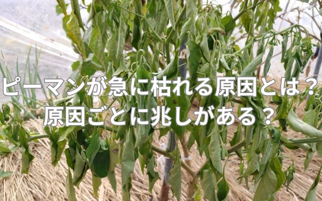 ピーマンが急に枯れる原因とは?原因ごとに兆しがある?