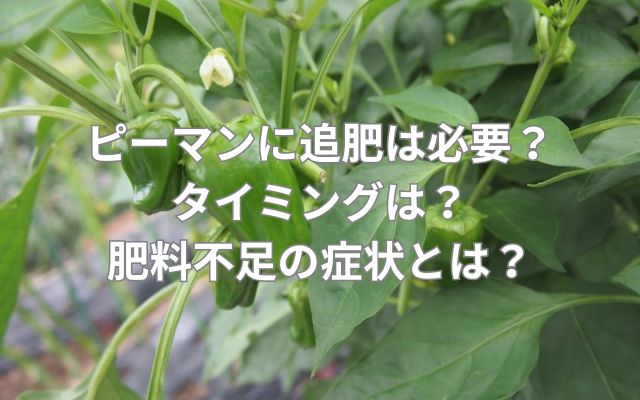 ピーマンに追肥は必要？タイミングは？肥料不足の症状とは？