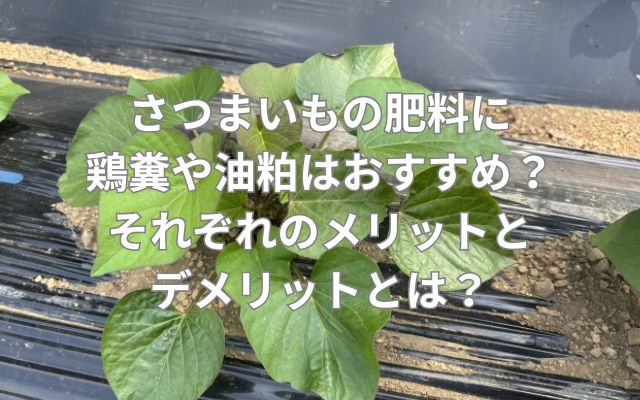 さつまいもの肥料に鶏糞や油粕はおすすめ？それぞれのメリットとデメリットとは？