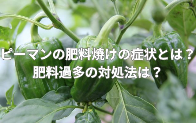 ピーマンの肥料焼けの症状とは？肥料過多の対処法は？