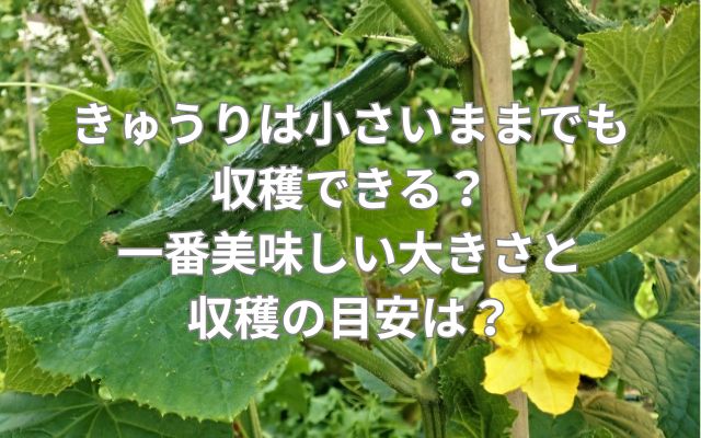 きゅうりは小さいままでも収穫できる？一番美味しい大きさと収穫の目安は？