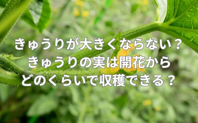 きゅうりが大きくならない？きゅうりの実は開花からどのくらいで収穫できる？