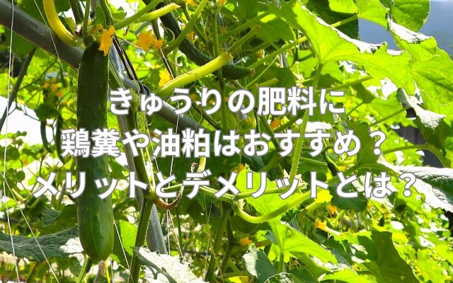 きゅうりの肥料に鶏糞や油粕はおすすめ？メリットとデメリットとは？