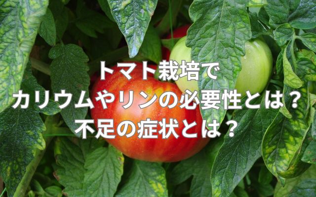 トマト栽培でカリウムやリンの必要性とは?不足の症状とは?