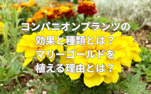 コンパニオンプランツの効果と種類とは？マリーゴールドを植える理由とは？