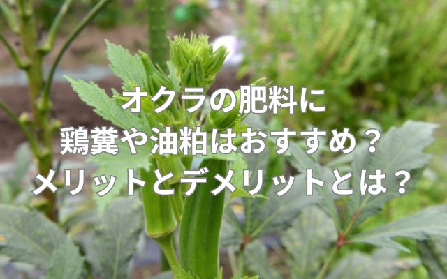オクラの肥料に鶏糞や油粕はおすすめ？メリットとデメリットとは？