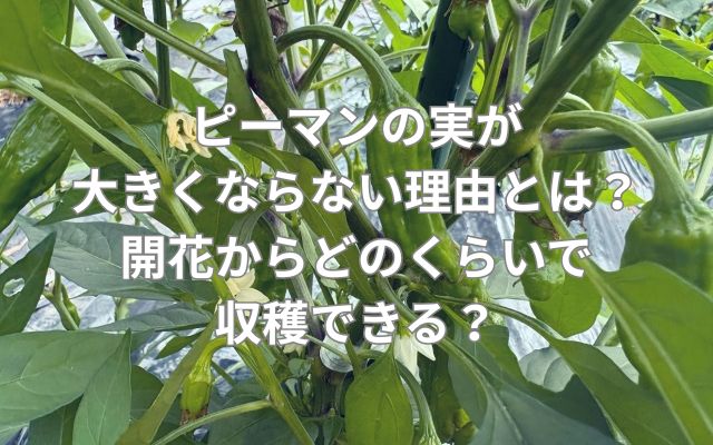 ピーマンの実が大きくならない理由とは?開花からどのくらいで収穫できる?