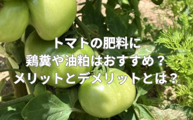 トマトの肥料に鶏糞や油粕はおすすめ？メリットとデメリットとは？
