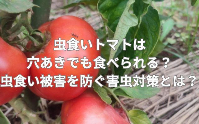 虫食いトマトは穴あきでも食べられる?虫食い被害を防ぐ害虫対策とは?