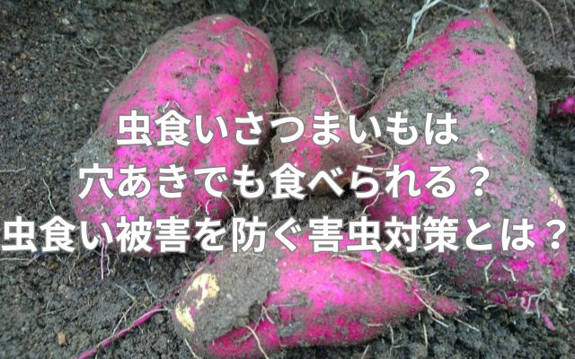 虫食いさつまいもは穴あきでも食べられる?虫食い被害を防ぐ害虫対策とは?