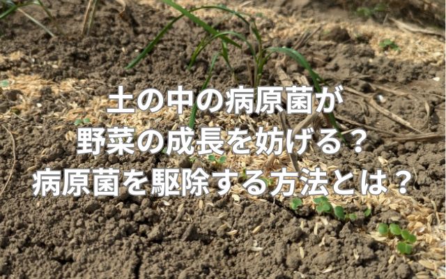 土の中の病原菌が野菜の成長を妨げる？病原菌を駆除する方法とは？