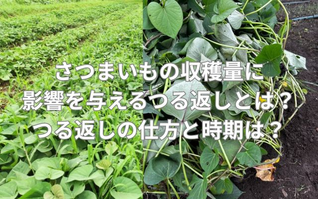 さつまいもの収穫量に影響を与えるつる返しとは？つる返しの仕方と時期は？