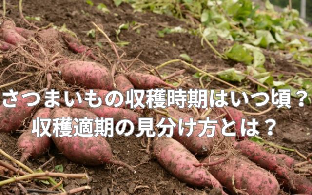 さつまいもの収穫時期はいつ頃?収穫適期の見分け方とは?
