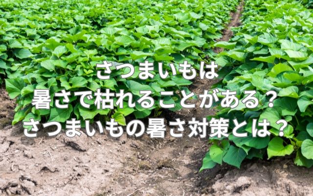 さつまいもは暑さで枯れることがある？さつまいもの暑さ対策とは？