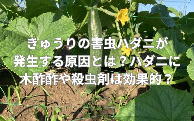 きゅうりの害虫ハダニが発生する原因とは？ハダニに木酢酢や殺虫剤は効果的？