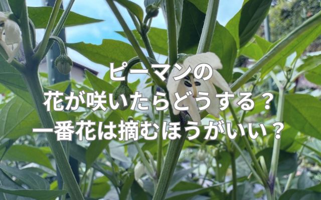 ピーマンの花が咲いたらどうする？一番花は摘むほうがいい？