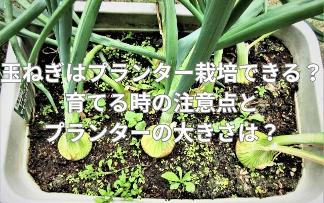 玉ねぎはプランター栽培できる？育てる時の注意点とプランターの大きさは？