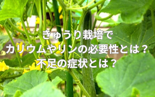 きゅうり栽培でカリウムやリンの必要性とは？不足の症状とは？
