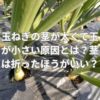 玉ねぎの茎が太くて玉が小さい原因とは？茎は折ったほうがいい？