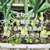 玉ねぎはプランター栽培できる？育てる時の注意点とプランターの大きさは？
