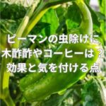 ピーマンの虫除けに木酢酢やコーヒーは？効果と気を付ける点は？