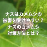 ナスはカメムシの被害を受けやすい？ナスのカメムシ対策方法とは？