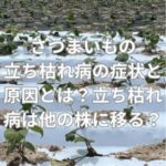 さつまいもの立ち枯れ病の症状と原因とは？立ち枯れ病は他の株に移る？