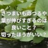 さつまいものつるや葉が伸びすぎるのは良いこと？切ったほうがいい？
