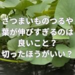 さつまいものつるや葉が伸びすぎるのは良いこと？切ったほうがいい？