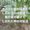 オクラの葉が猛暑でしおれるのは普通？葉が夏の暑さでしおれた時の対処法とは？